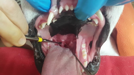Brachycephalic Obstructive Airway Syndrome