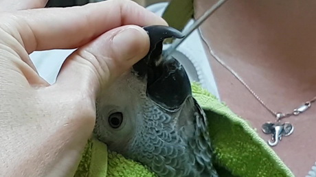 Who's a hungry birdie?