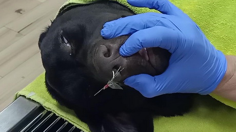 Hooked on your dog?!