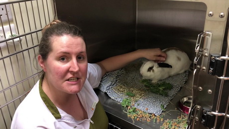 A Rabbit Spay
