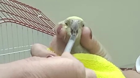 Feathery friends hate taking medicine too