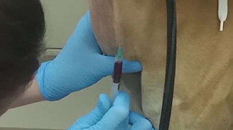 Nurse Jenny ~ the Phlebotomist Queen