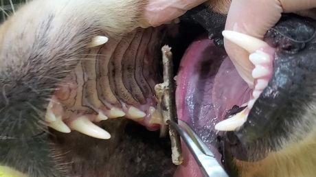 Things that get stuck in a dog's mouth!