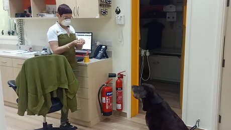 Medicating Made Easy = A Hungry Labrador!