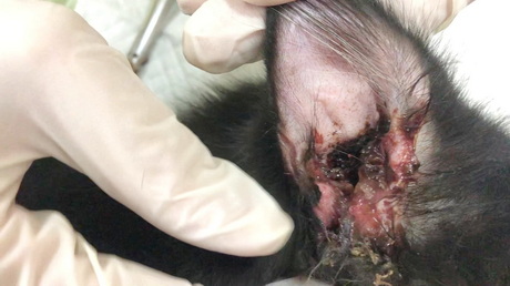 Severe Ear Infection <br> (Caution! Not for the faint-hearted!)