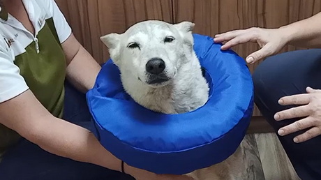 The Cone(s) of Shame