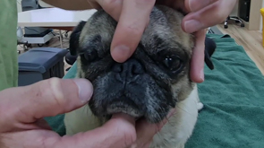 Brachycephalic Obstructive Airway Syndrome (BOAS) surgery