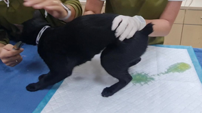 Expressing a Cat's Bladder