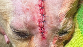 When dogs don't play nice