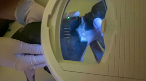 Ringworm lighting up like a Christmas tree!